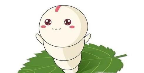 怎么养蚕宝宝?