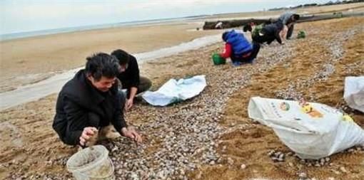 海滩上挖蛤蜊的方法