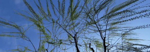 柳芽不能和什么一起吃