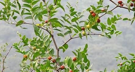 山沟沟里哪些野果可以吃？