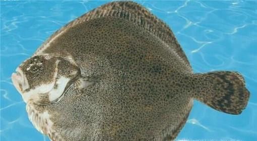 海鱼大集合，认识美味海鱼