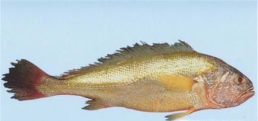 海鱼大集合，认识美味海鱼