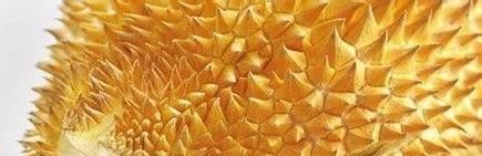 榴莲的挑选方法