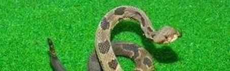 如何区分一条蛇是毒蛇还是无毒蛇？