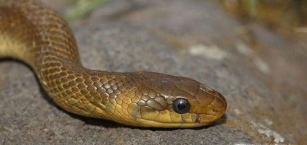 如何区分一条蛇是毒蛇还是无毒蛇?