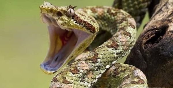 如何区分一条蛇是毒蛇还是无毒蛇？