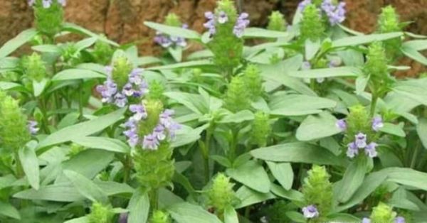 生活中常见中草药及其作用