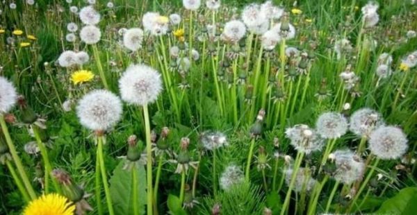 生活中常见中草药及其作用