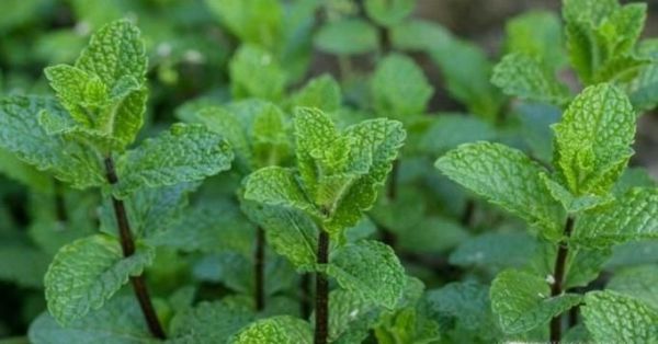 生活中常见中草药及其作用