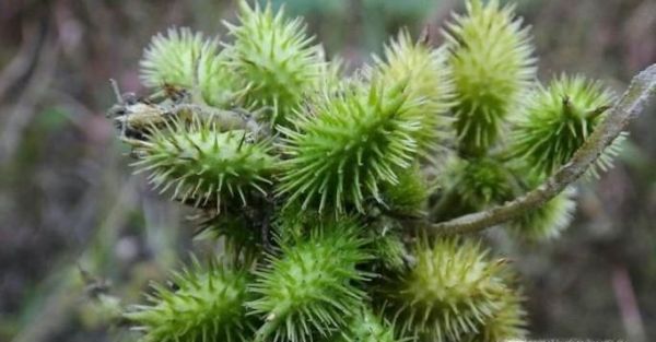 生活中常见中草药及其作用