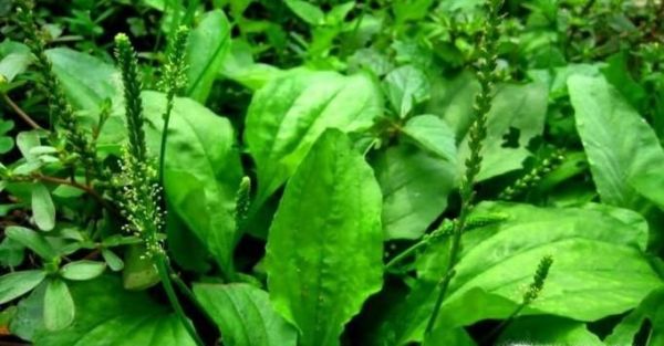 生活中常见中草药及其作用