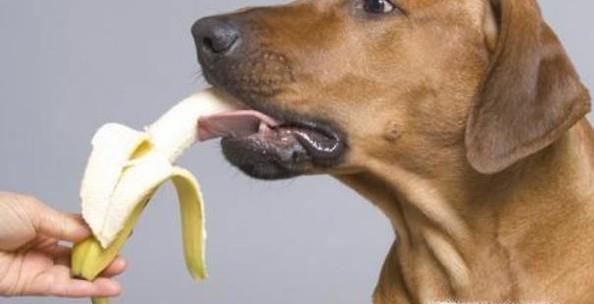 狗狗吃骨头卡住了怎么办