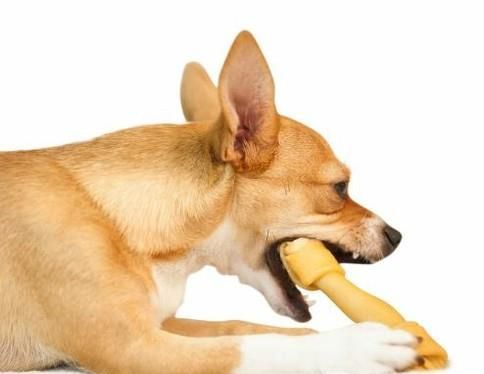 狗狗吃骨头卡住了怎么办