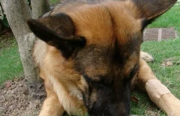 狗狗吃骨头卡住了怎么办