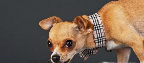 狗狗吃骨头卡住了怎么办