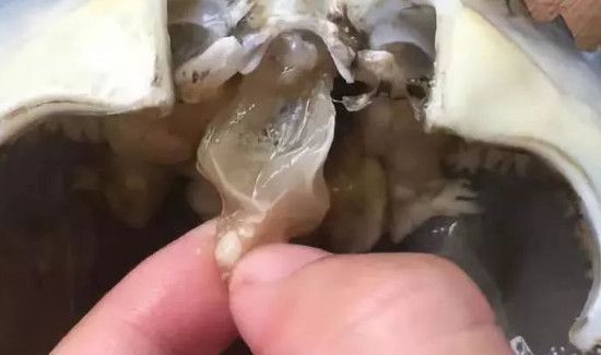 怎么处理螃蟹