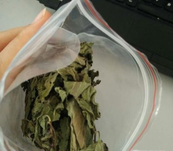 薄荷生虫了怎么办