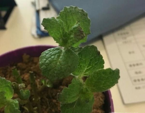薄荷生虫了怎么办