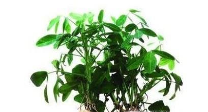 花生高产有哪些施肥技巧