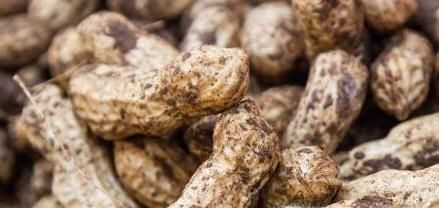 花生高产有哪些施肥技巧