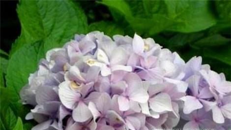 绣球花开花后如何修剪