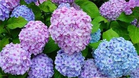 绣球花开花后如何修剪
