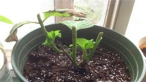 绣球花开花后如何修剪