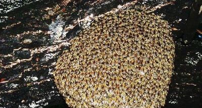 野蜜蜂捕捉技巧