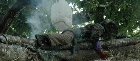 野蜜蜂捕捉技巧