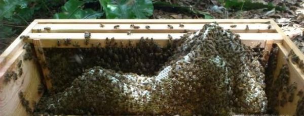 野蜜蜂捕捉技巧