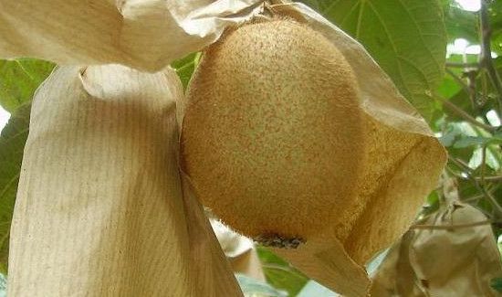 怎么防止麻雀吃果子