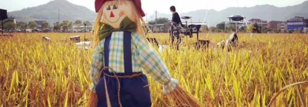 怎么防止麻雀捕庄稼