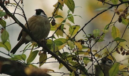 怎么防止麻雀吃果子