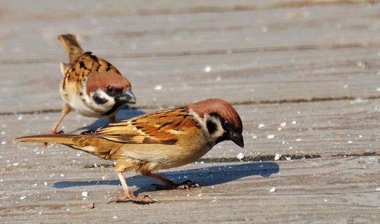 怎么防止麻雀占家里的燕窝