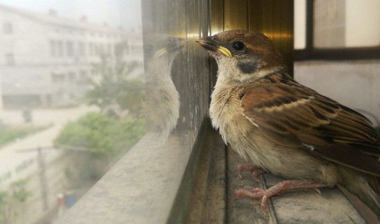 怎么防止麻雀占家里的燕窝