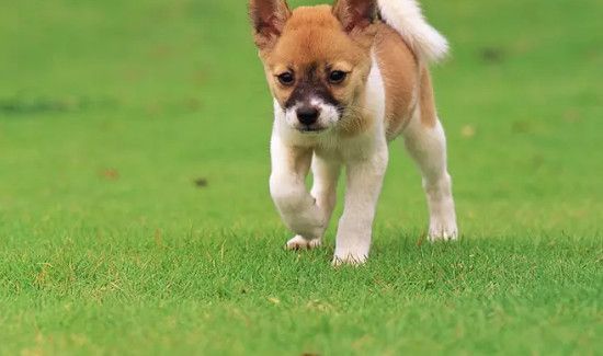 怎么防止麻雀在家做窝