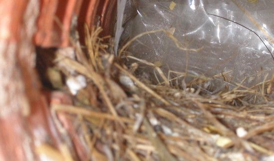 怎么防止麻雀在家做窝