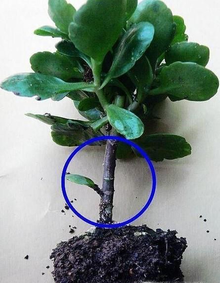 长寿花水培的养殖方法