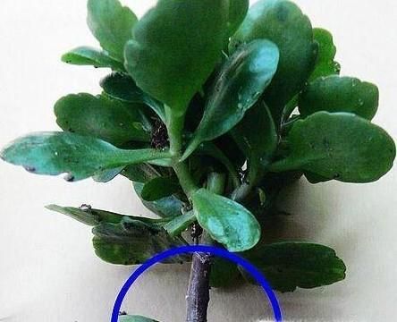 长寿花水培的养殖方法