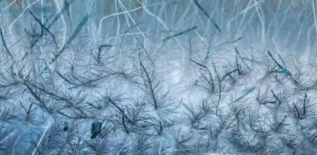 如何鉴别天然纤维和化学纤维