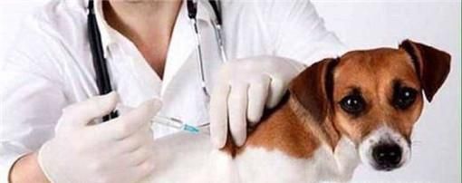 得了肠胃炎怎么办 狗狗肠胃炎该如何照顾