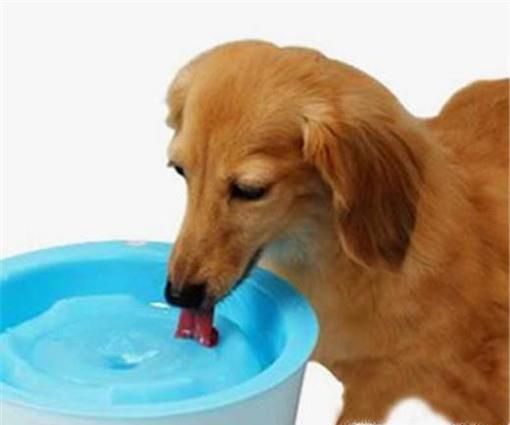 得了肠胃炎怎么办 狗狗肠胃炎该如何照顾