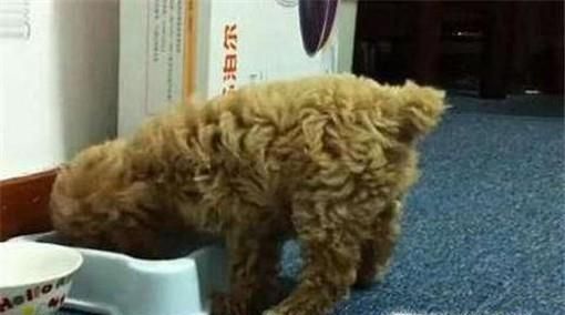 得了肠胃炎怎么办 狗狗肠胃炎该如何照顾