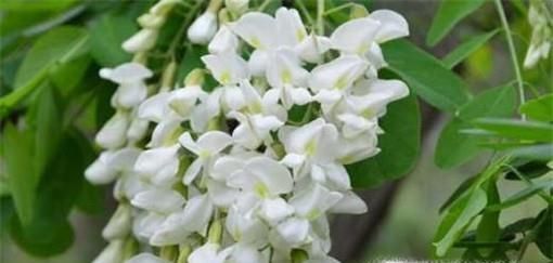 常见的蜂蜜有哪些品种？