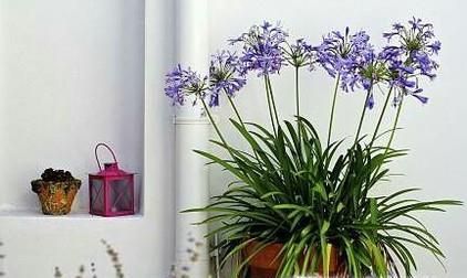 养花有小飞虫怎么办