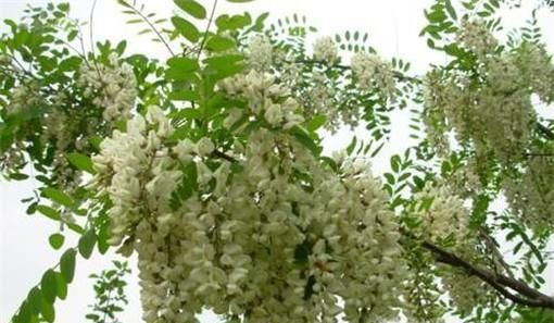 常见的蜂蜜有哪些品种？