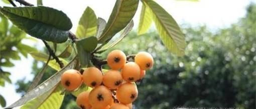 常见的蜂蜜有哪些品种？