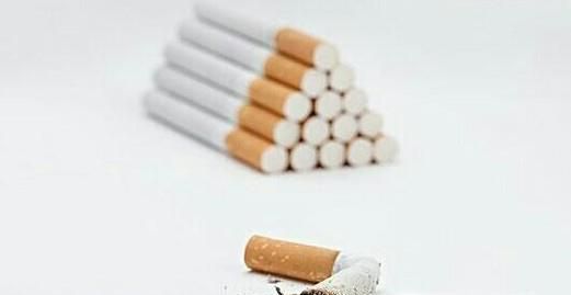 养花有小飞虫怎么办