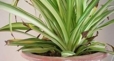 养花有小飞虫怎么办