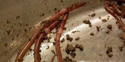 怎么自己养蚯蚓